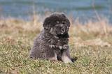 DOGUE DU TIBET 189